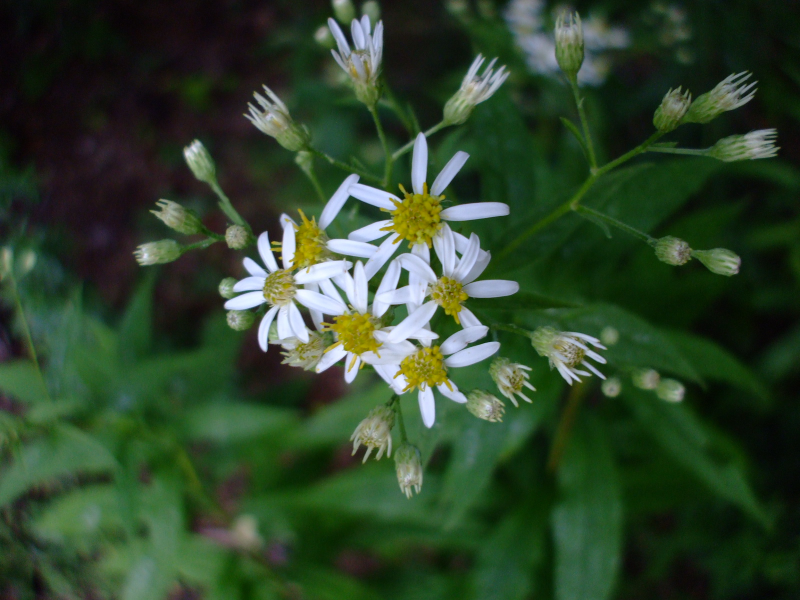 Doellingeria umbellata